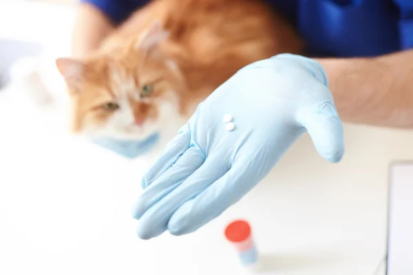 Veterinário profissional apresentando medicação para animais — Fotografia de Stock