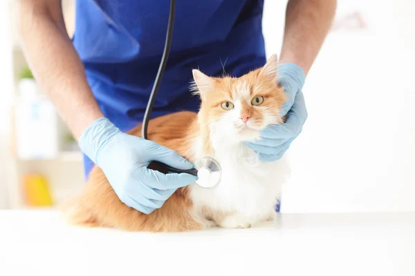 Veterinário jovem hábil está examinando um animal — Fotografia de Stock