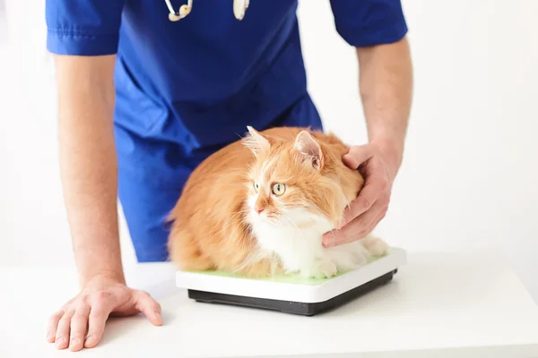 Veterinário jovem profissional está examinando o estado animal — Fotografia de Stock