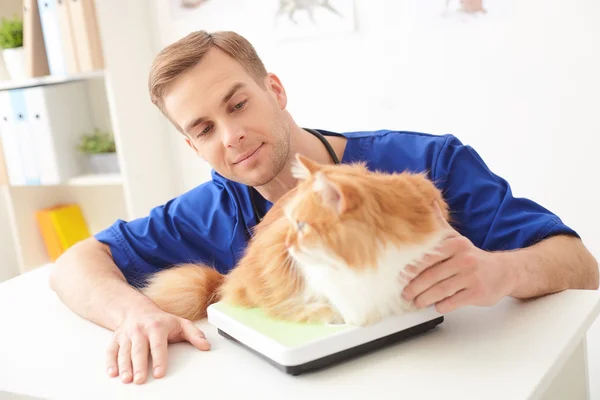 Alegre veterinario masculino midiendo mascota en escamas — Foto de Stock