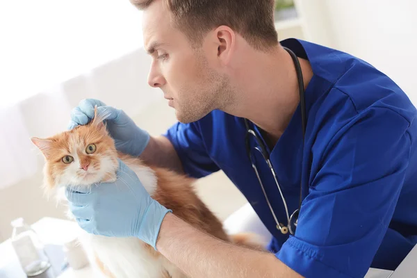 Professionella unga veterinären kontrollerar djurens tillstånd Stockbild