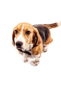 Resmi giyim neşeli beagle köpek