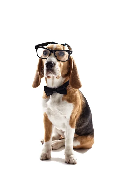 Inteligente harrier mascota se sienta con gafas — Foto de Stock