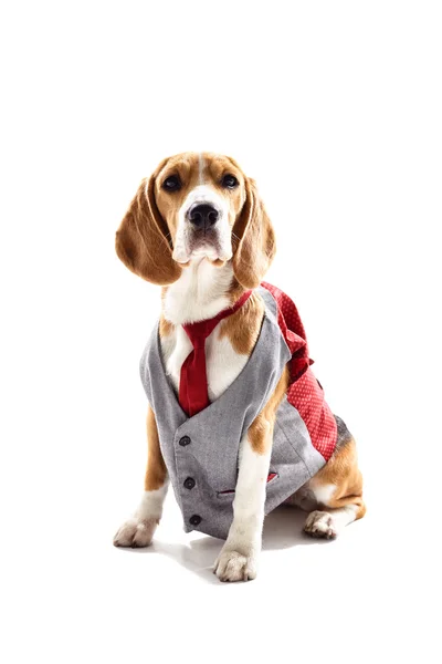 Cão de negócios sério em traje elegante — Fotografia de Stock