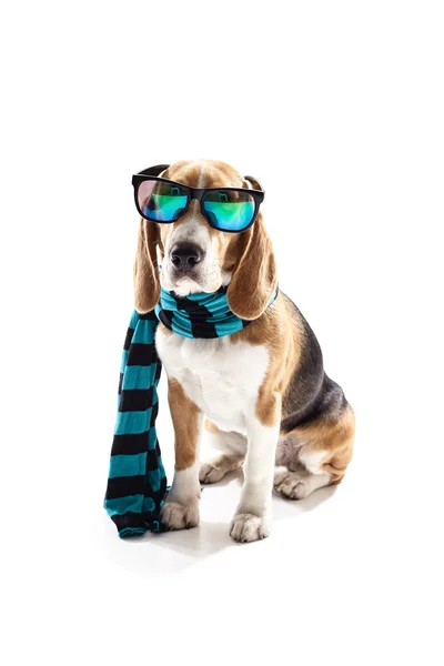 Cachorro alegre con ropa de abrigo y gafas — Foto de Stock