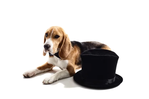 Lindo cachorro está descansando cerca de sombrero formal — Foto de Stock