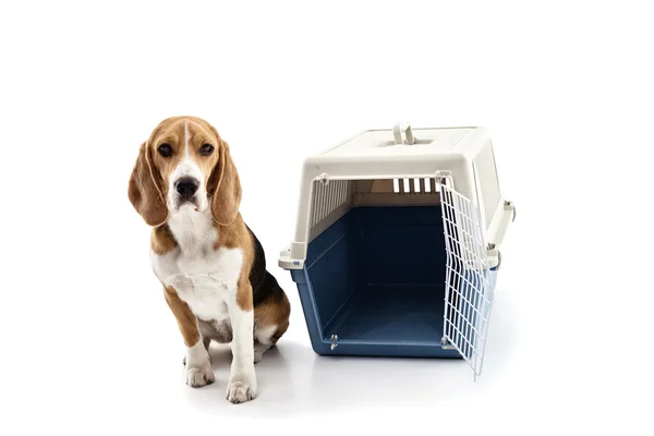 Lindo cachorro cerca de una jaula portátil —  Fotos de Stock
