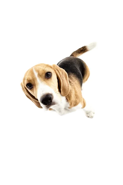 Bonito perro beagle está demostrando su curiosidad — Foto de Stock