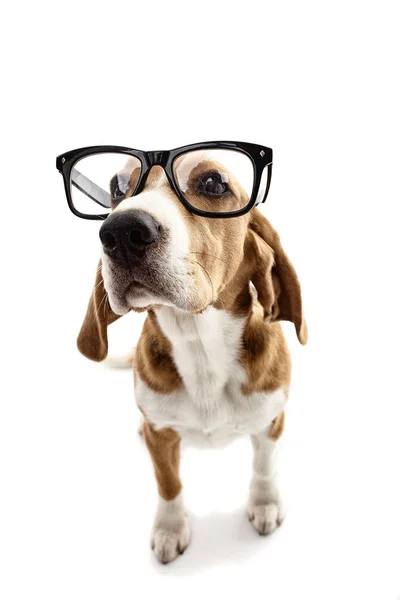 Lindo cachorro inteligente con gafas grandes — Foto de Stock