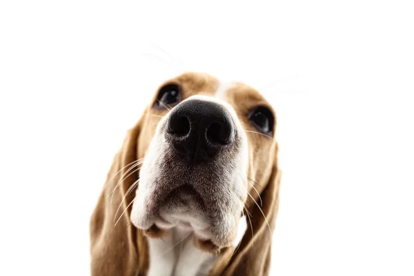 Bonito cachorro está mirando con curiosidad — Foto de Stock