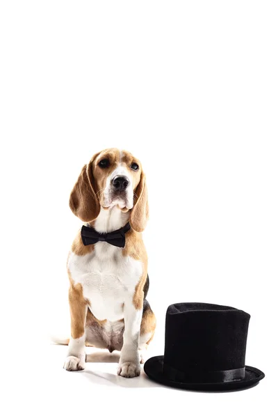 Pretty puppy with a gentleman cap Stock Picture