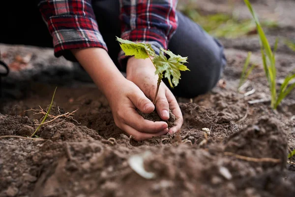 Niño plantando cuidadosamente un brote de una planta — Foto de Stock