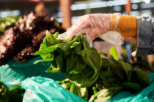 Woman hand in disposable cellophane glove holding a bunch of basil — Stock Photo, Image