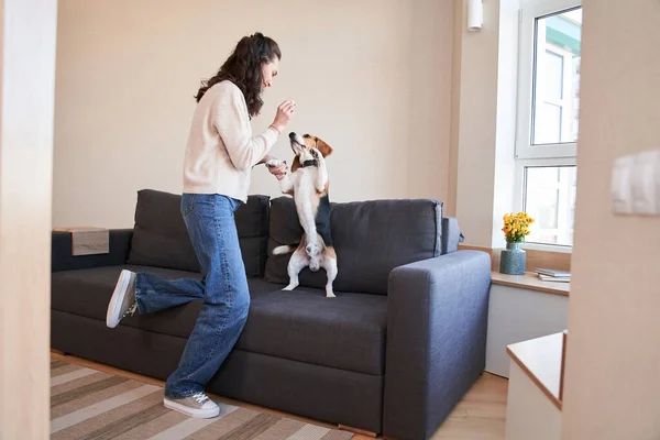 Mujer divirtiéndose con su beagle manchado — Foto de Stock