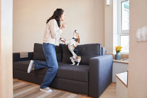 Žena hraje se svým bígl psem v obývacím pokoji — Stock fotografie