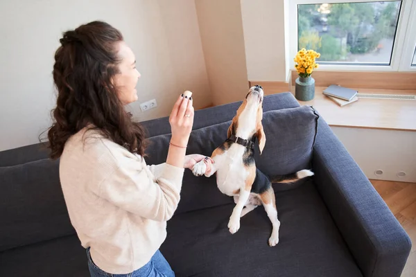 Woman giving a treat to her bouncing of joy spotted dog — Stock Photo, Image