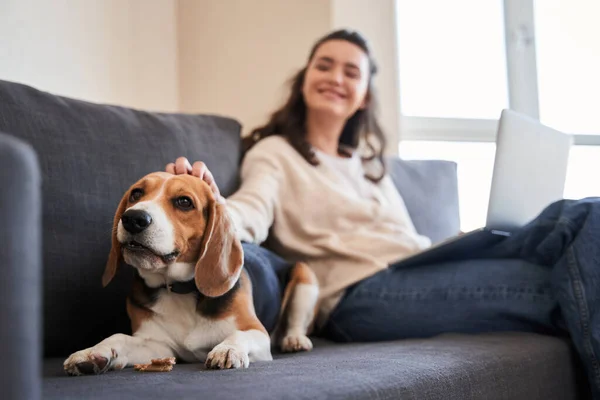 Cane sdraiato sul divano e demonstraiting emozioni positive — Foto Stock