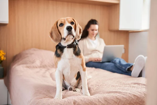 Perro mirando con interés a la distancia — Foto de Stock