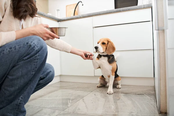 Perro dando una pata a es dueño femenino — Foto de Stock