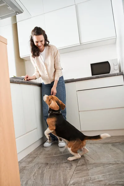 Perro saltando y pidiendo una comida — Foto de Stock