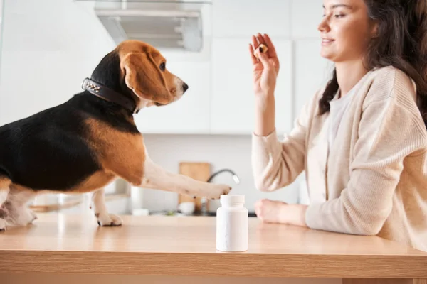 女人命令坐在她的小猎犬旁边 — 图库照片