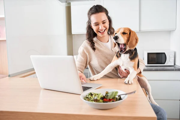 Skvrnitý pes s otevřenou pusou se dívá na obrazovku notebooku — Stock fotografie
