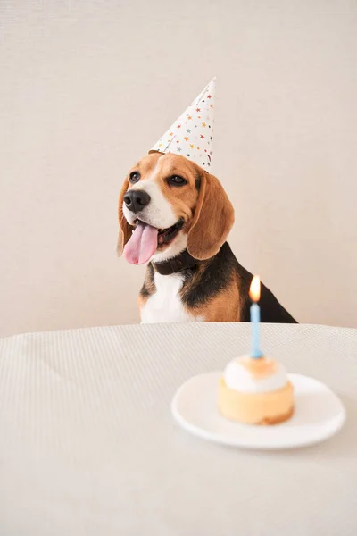 Happy beagle wearing party hat
