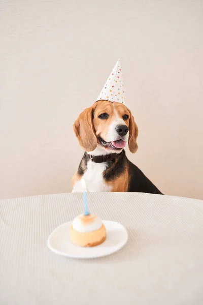 Beagle manchado en gorra de fiesta — Foto de Stock
