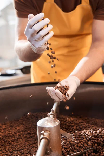 Mestre vestindo luvas protetoras derrama grãos de café de mão em mão — Fotografia de Stock