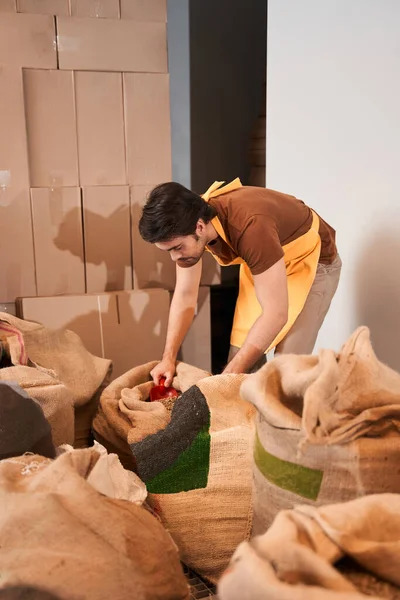 Werknemer in schort op zoek naar koffiebonen — Stockfoto