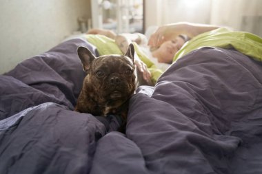 Fransız bulldog sahipleri ile yatakta oturuyor ve kameraya bakıyor.