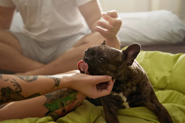 Bulldog francés sacó su lengua mientras sus dueños lo acariciaban — Foto de Stock