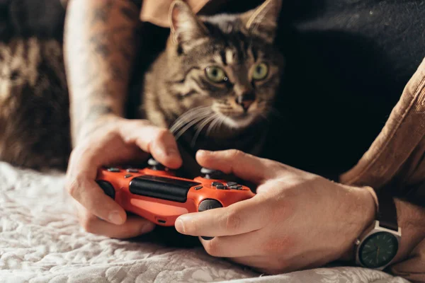 Striped cat looking at the camera while his owner is playing at the video games — Φωτογραφία Αρχείου