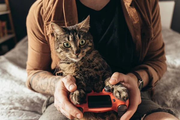 Striped cat looking away and holding his paws at the gamepad — Φωτογραφία Αρχείου