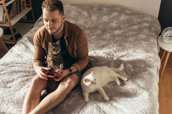 Az ember időt tölt macskáival a hangulatos otthoni légkörben, miközben játszik — Stock Fotó