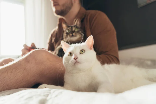 Cats spending time with their owner and looking at the tv while man is playing — Photo