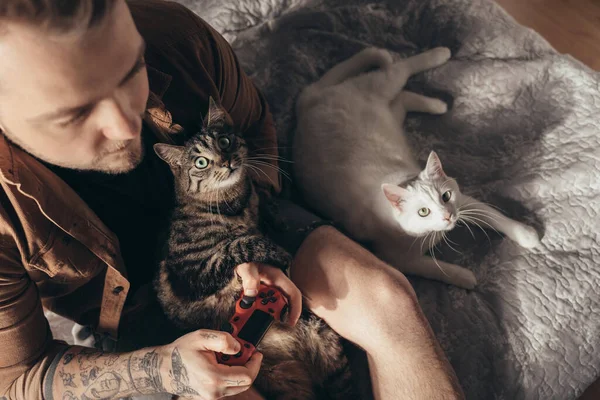 Man feeling joyful while spending time with his cats and playing — Stock fotografie