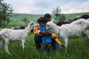 Küçük oğlunu kucaklayan ve iki keçiyi havuçla besleyen adam.