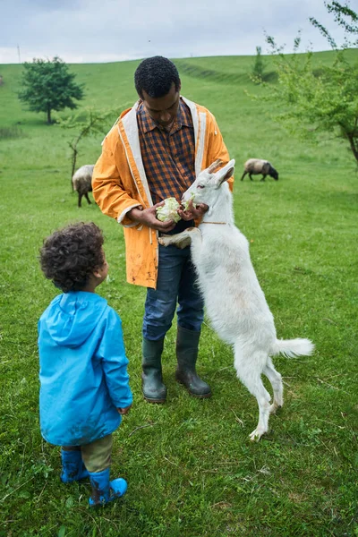 Boy looking how his strong father feeding white goat while walking — Stock Photo, Image