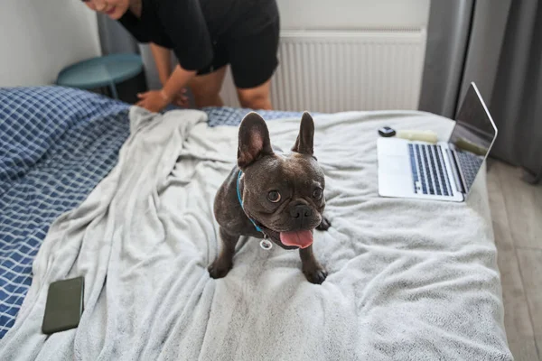 Franse bulldog staat bij de grijze deken aan het bed en kijkt ongeduldig omhoog — Stockfoto
