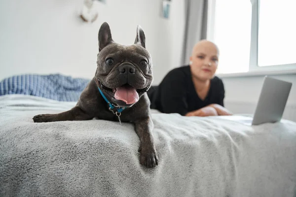 Bulldog francés en casa con su dueño durante el fin de semana — Foto de Stock