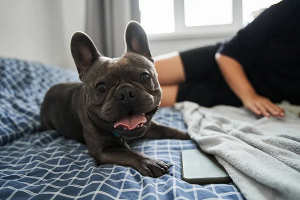 Bulldog francés mirando a la cámara mientras siente emociones agradables cerca de su dueña — Foto de Stock