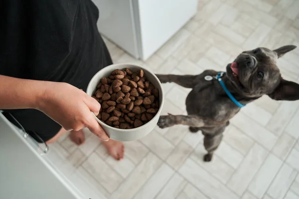 Dog standing on his legs and asking for dinner while his owner holding a portion of food