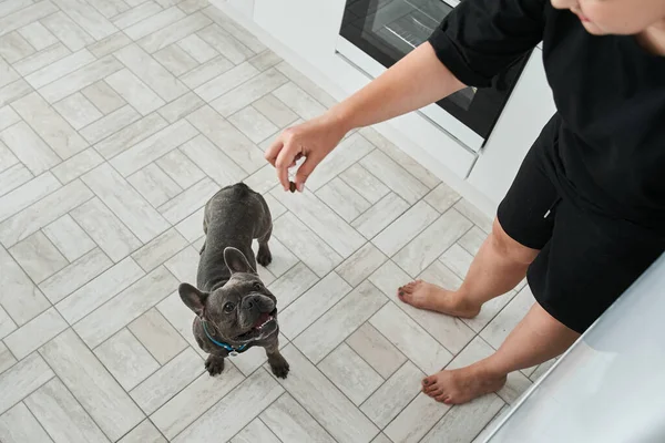 Divertido bulldog francés mirando a su dueño mientras espera una comida — Foto de Stock