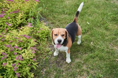 Dog standing at the grass and stuck out his tongue while feeling hot during the summer