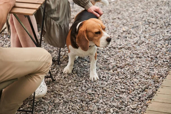 Beagle dog looking away while standing near the legs of his owners — Stock Photo, Image