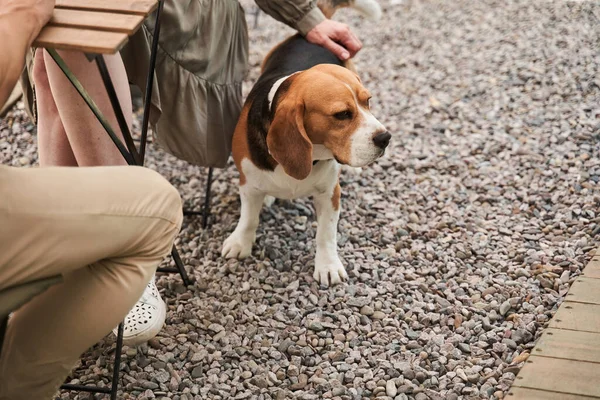 小猎犬一边站在主人的腿旁边，一边回头看 — 图库照片