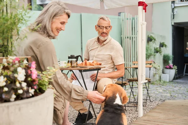 People looking at they beagle dog with tenderness while spending morning — Stockfoto