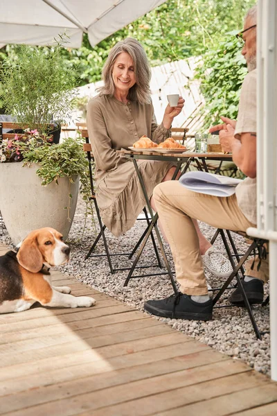 People looking at they beagle dog with tenderness while spending morning — Stockfoto