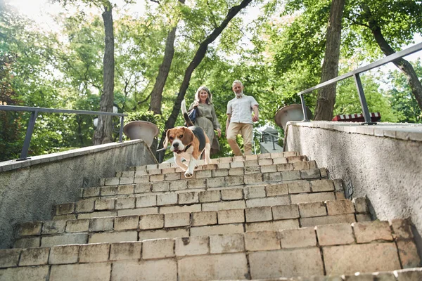 Зрелые мужчина и женщина спускаются по лестнице со своей собакой — стоковое фото